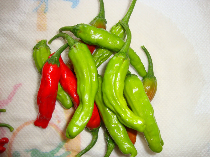 Are Shishito Peppers hot? A pile of Shishitos, one may be hot!

