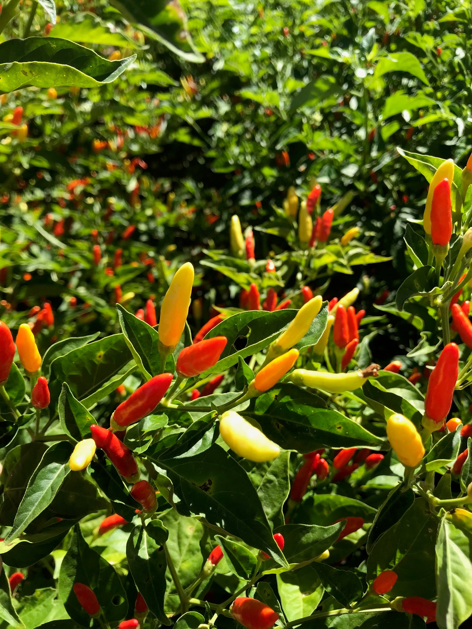 Tabasco Pepper Plant  Sandia Seed Company