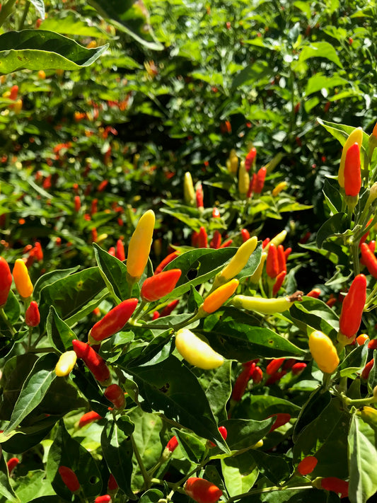 Tabasco Pepper Plant