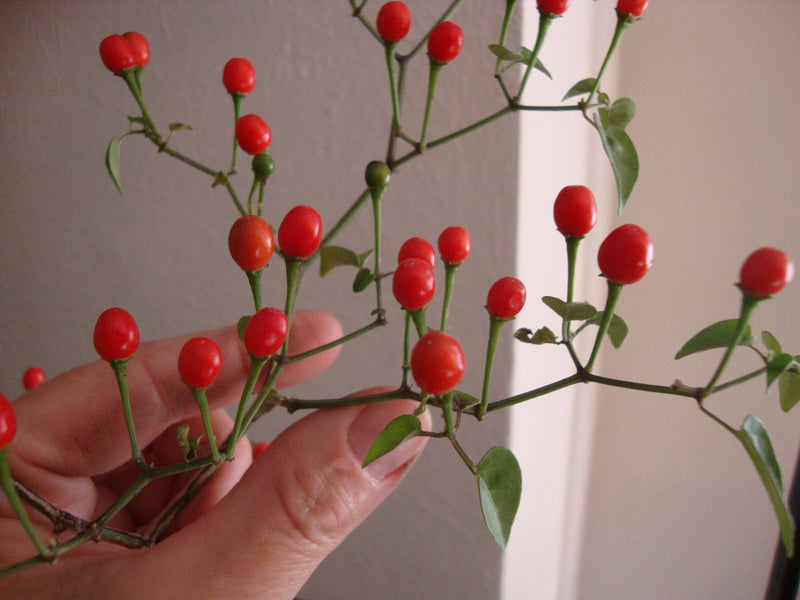 Chiltepin Seeds - Chiltepin peppers on a plant, held by a hand



