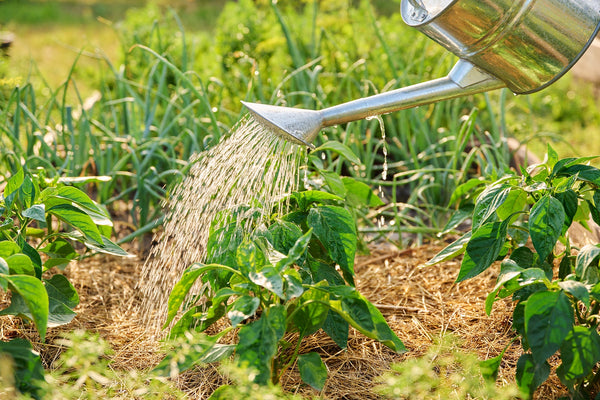 Watering peppers with a watering can