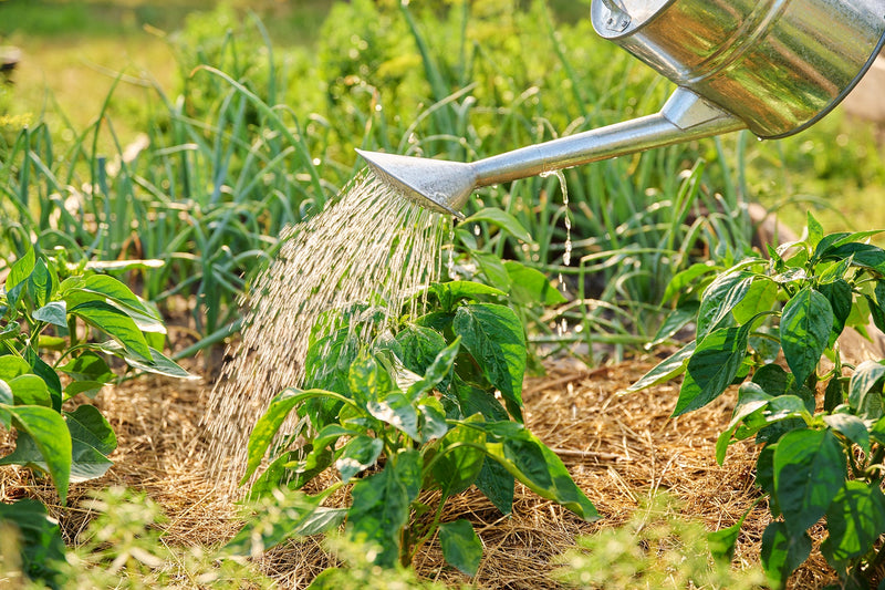 Watering peppers with a watering can