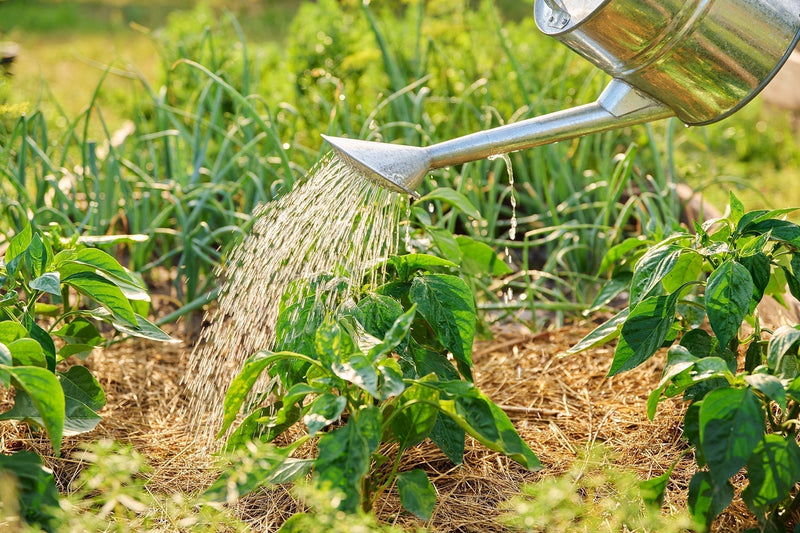 Watering peppers with a watering can