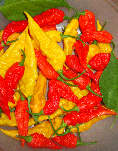 Seed Reviews: Ghost Pepper Harvest

