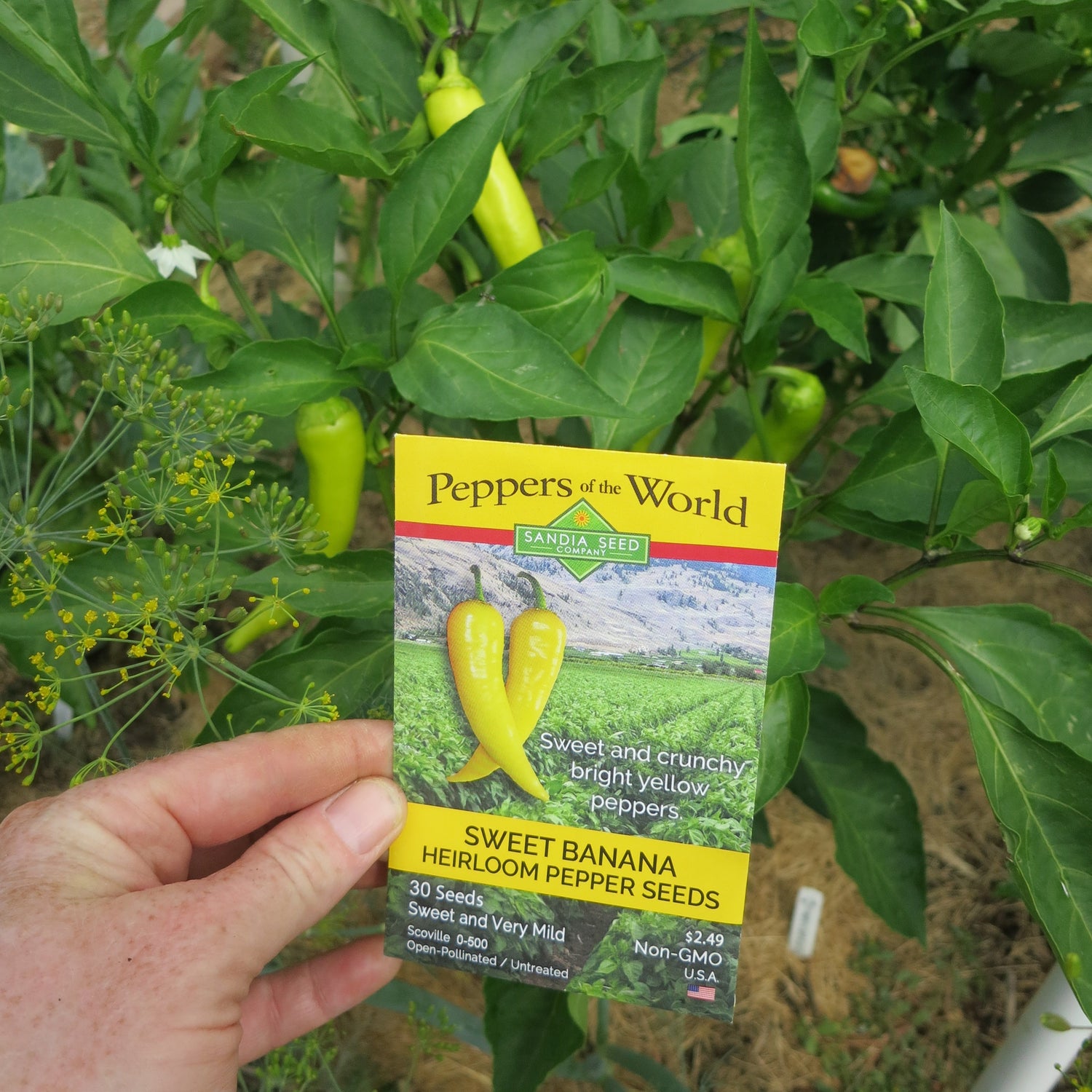 April Fool's Day Seeds