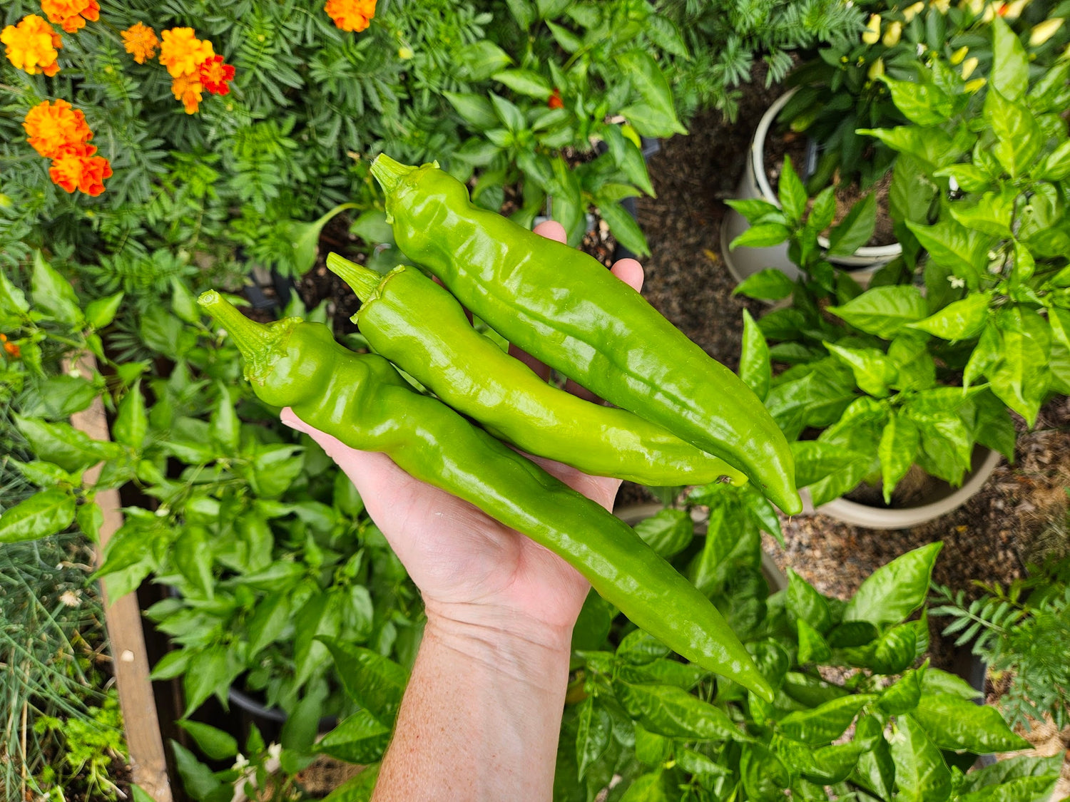 Bright green Big Jim Chile peppers held in hand, surrounded by lush garden foliage and vibrant orange marigolds, perfect for spicy culinary use.