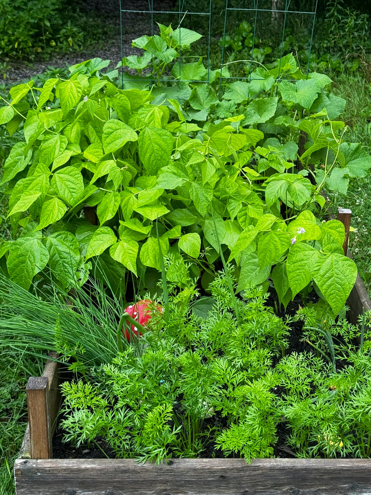 Beginner Seeds for Vegetable Gardens