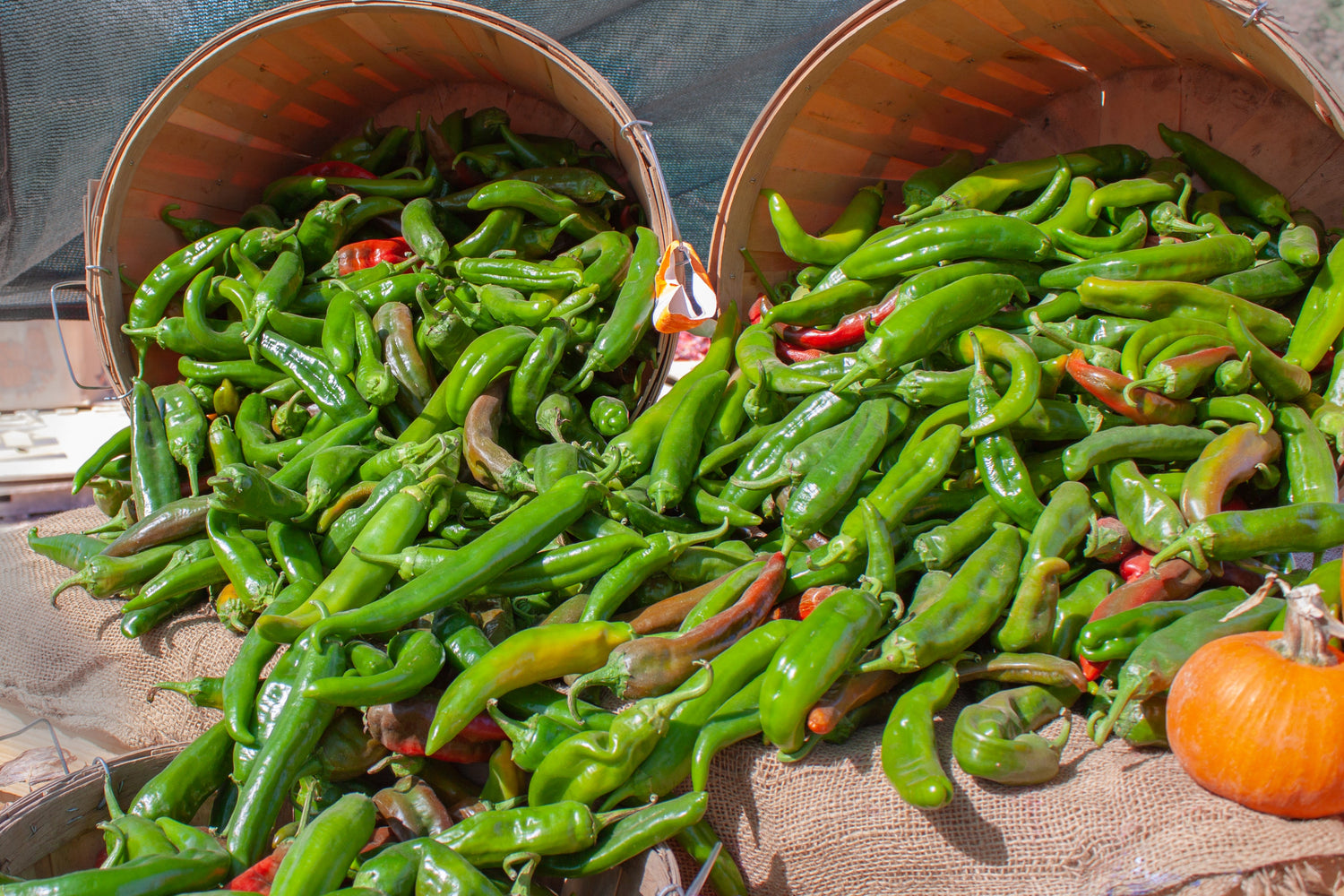 Hatch Chile Seeds