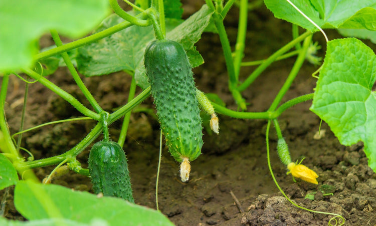 GROW MORE FOOD