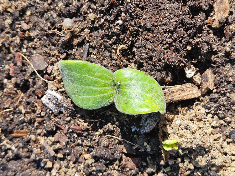 Seeds to Plant in May