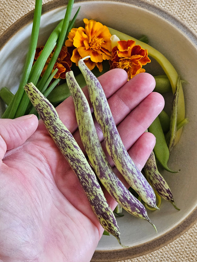 Bush Beans