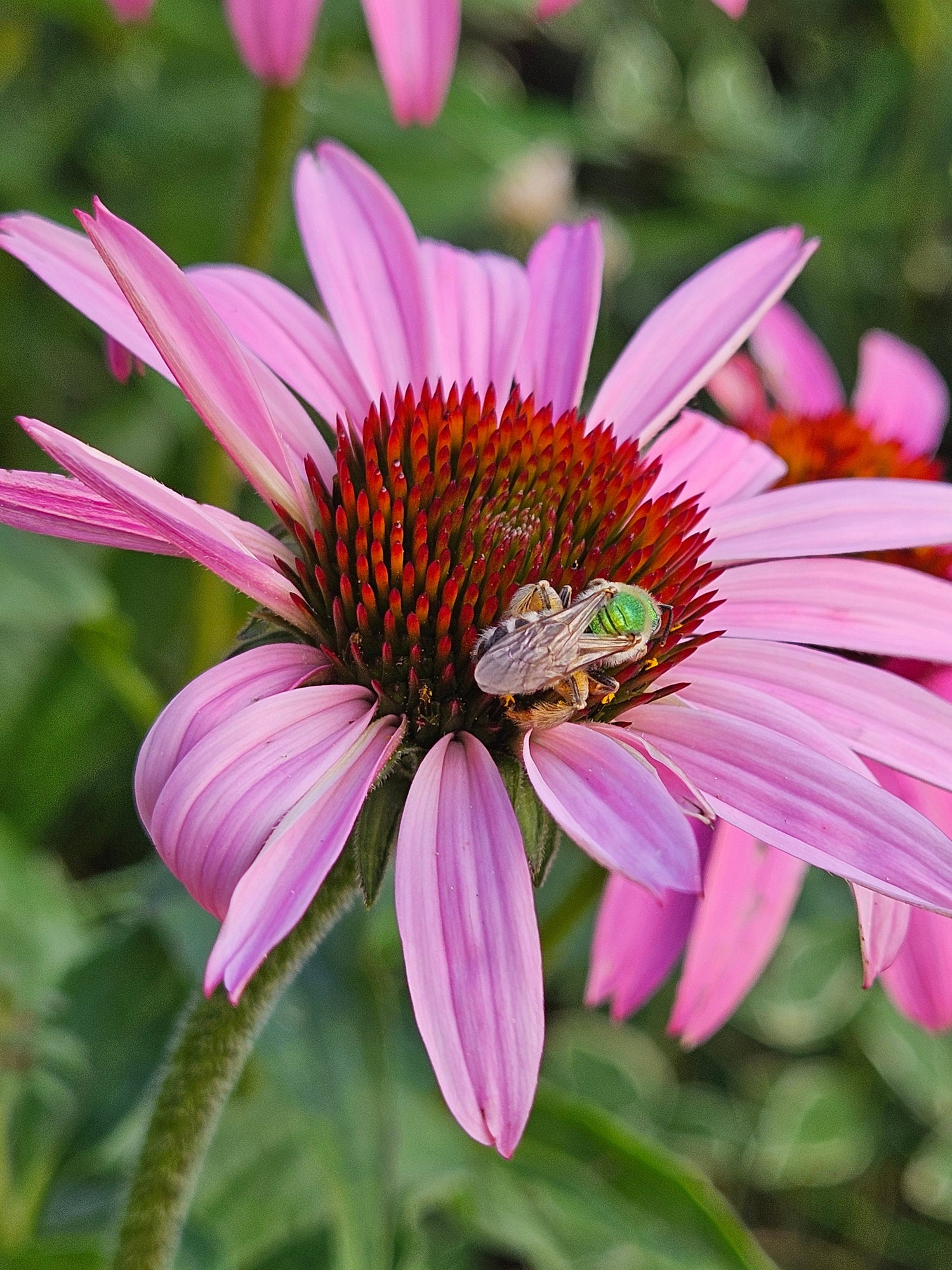 Flower Seeds