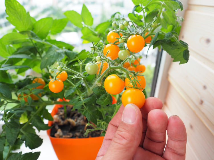 Best Patio or Container Tomatoes