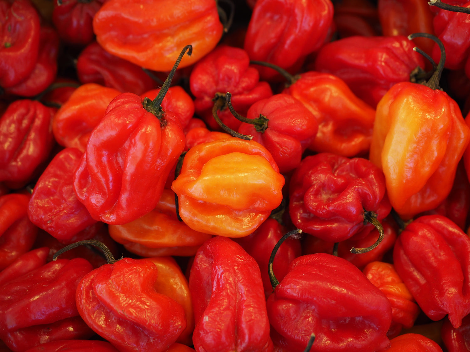 Habanero Seeds