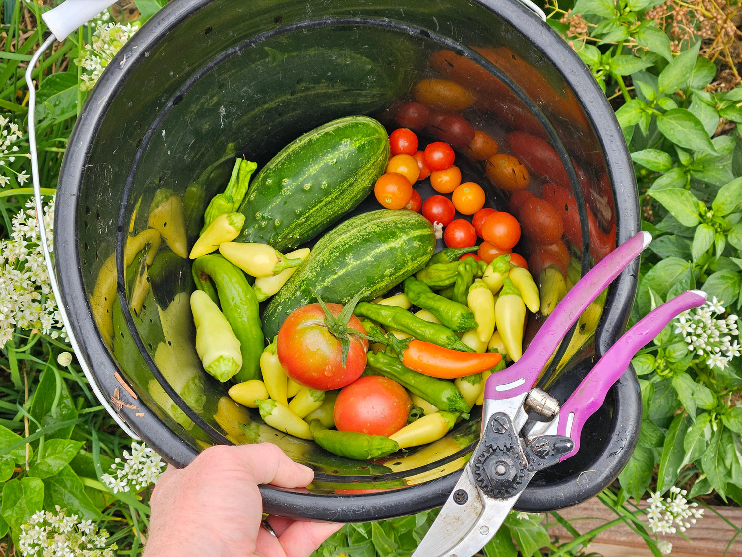 Fastest Growing Vegetables