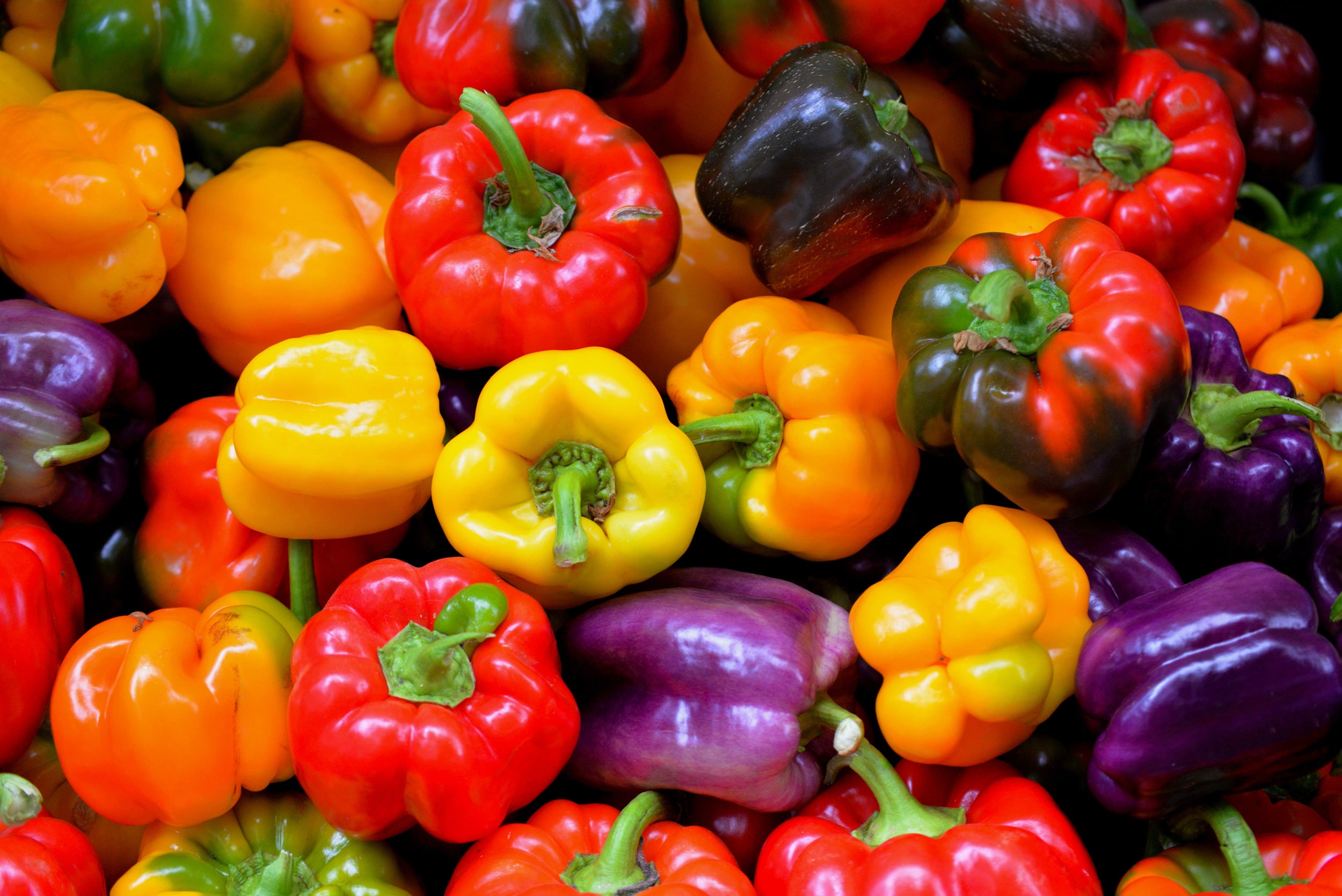 Bell Peppers – Sandia Seed Company