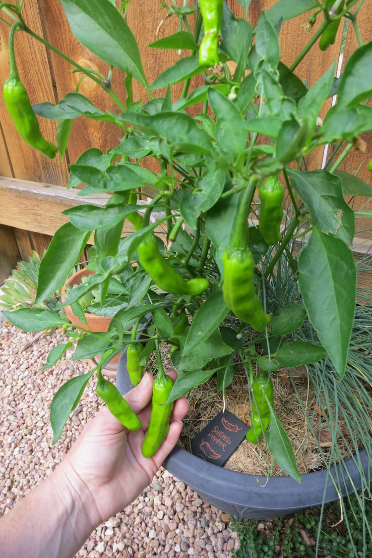 Fastest Growing Peppers