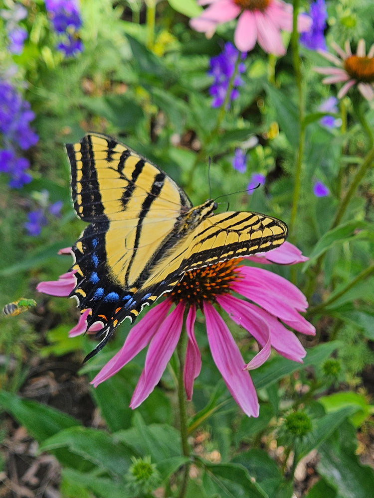 Seeds for Pollinators