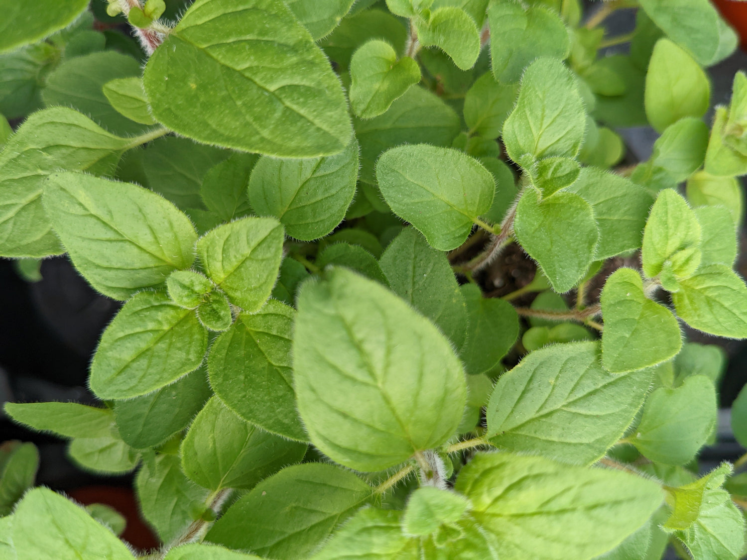 Perennial Herbs