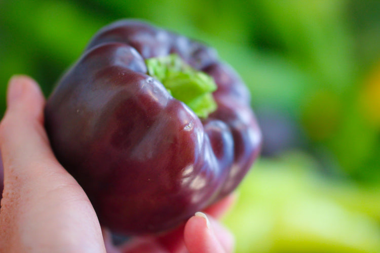 Purple Peppers & Tomatoes