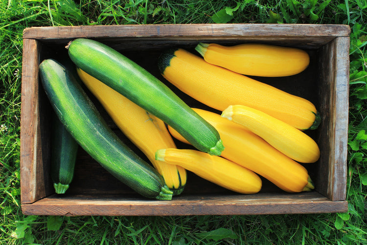 Cucurbit Seeds