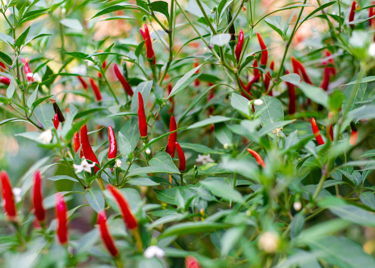 Asian Pepper Seeds - Thai pepper plant shown