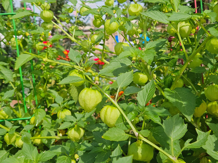 Tomatillo Seeds - Tomatillo plant loaded with fruit