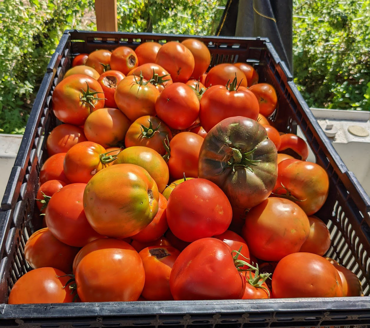 Short Season Tomatoes