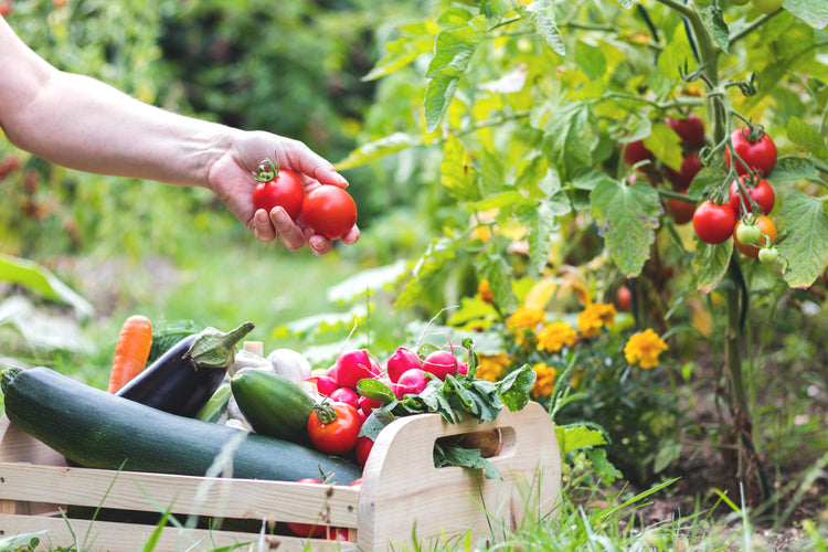 Non-GMO Vegetable Seeds