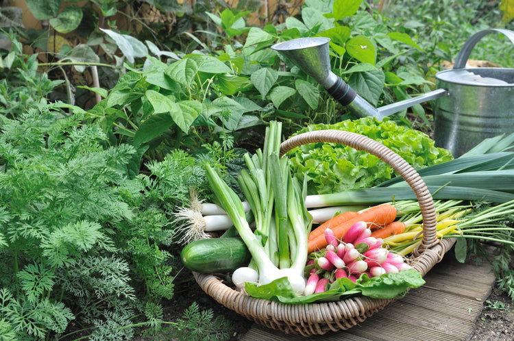 Vegetable Seeds