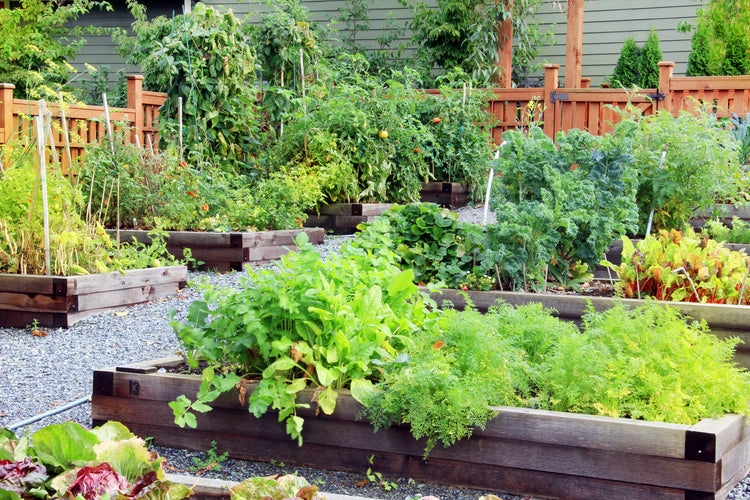 Heirloom Vegetable Seeds