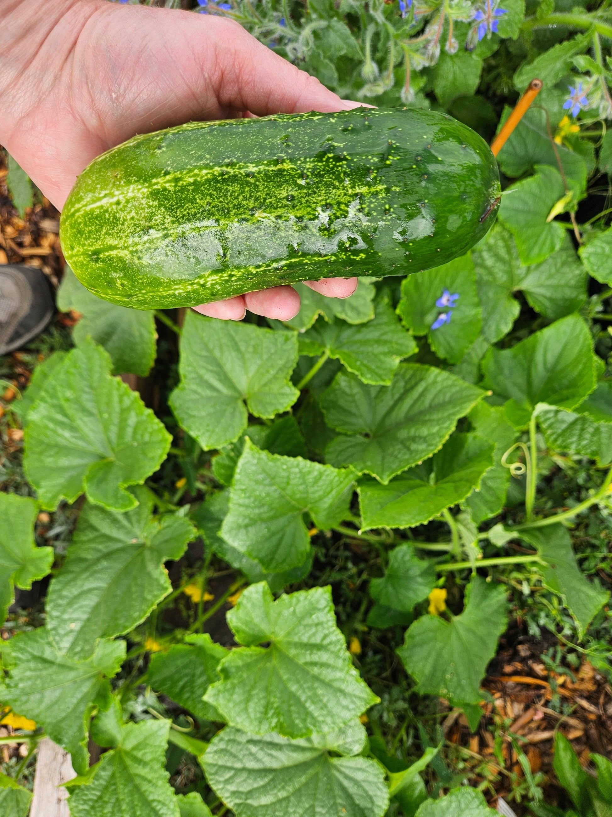 pickle seeds for planting Cucumber Seeds - Homemade Pickles