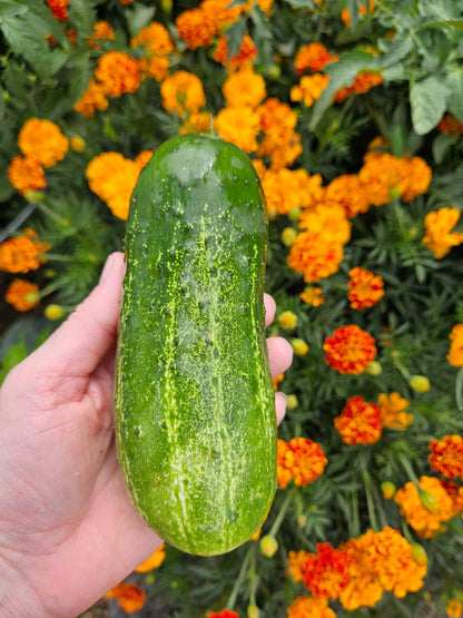 pickle seeds for planting Cucumber Seeds - Homemade Pickles