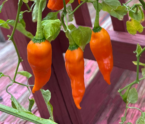 Aji Amarillo growing on plant