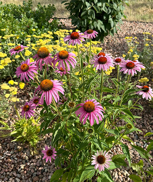 Echinacea Cone Flower in landscape border