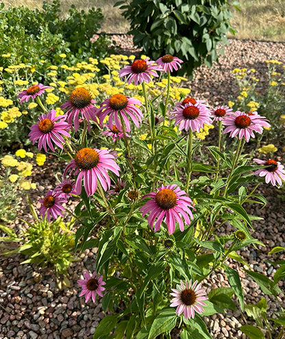 Echinacea Cone Flower in landscape border