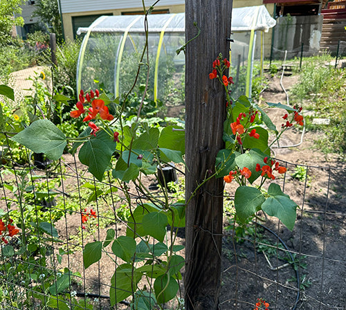 Scarlet Runner Bean on garden fence