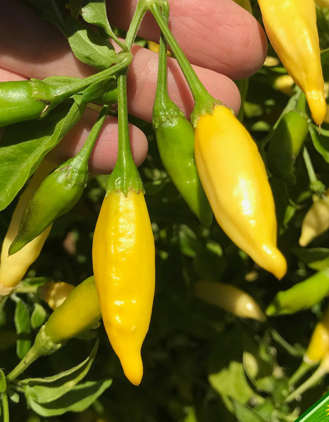 Chef's Exotic Flavor 3-Pack: Aji Limo/Lemon Drop, Chile de Arbol and Scotch Bonnet Orange Seeds - 15% Off