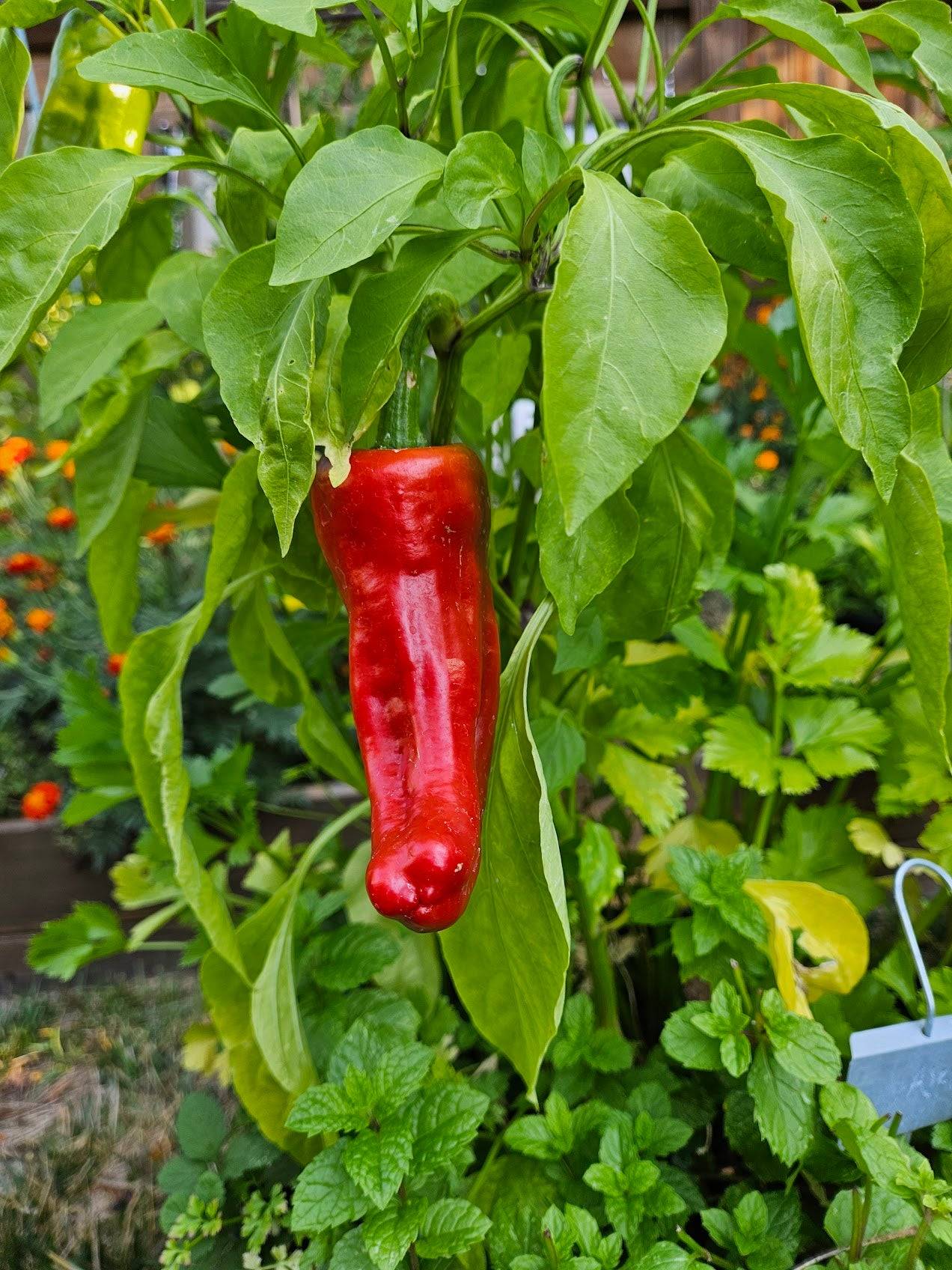 aleppo pepper seeds for planting Aleppo Hot Pepper Seeds | Heirloom Non-GMO