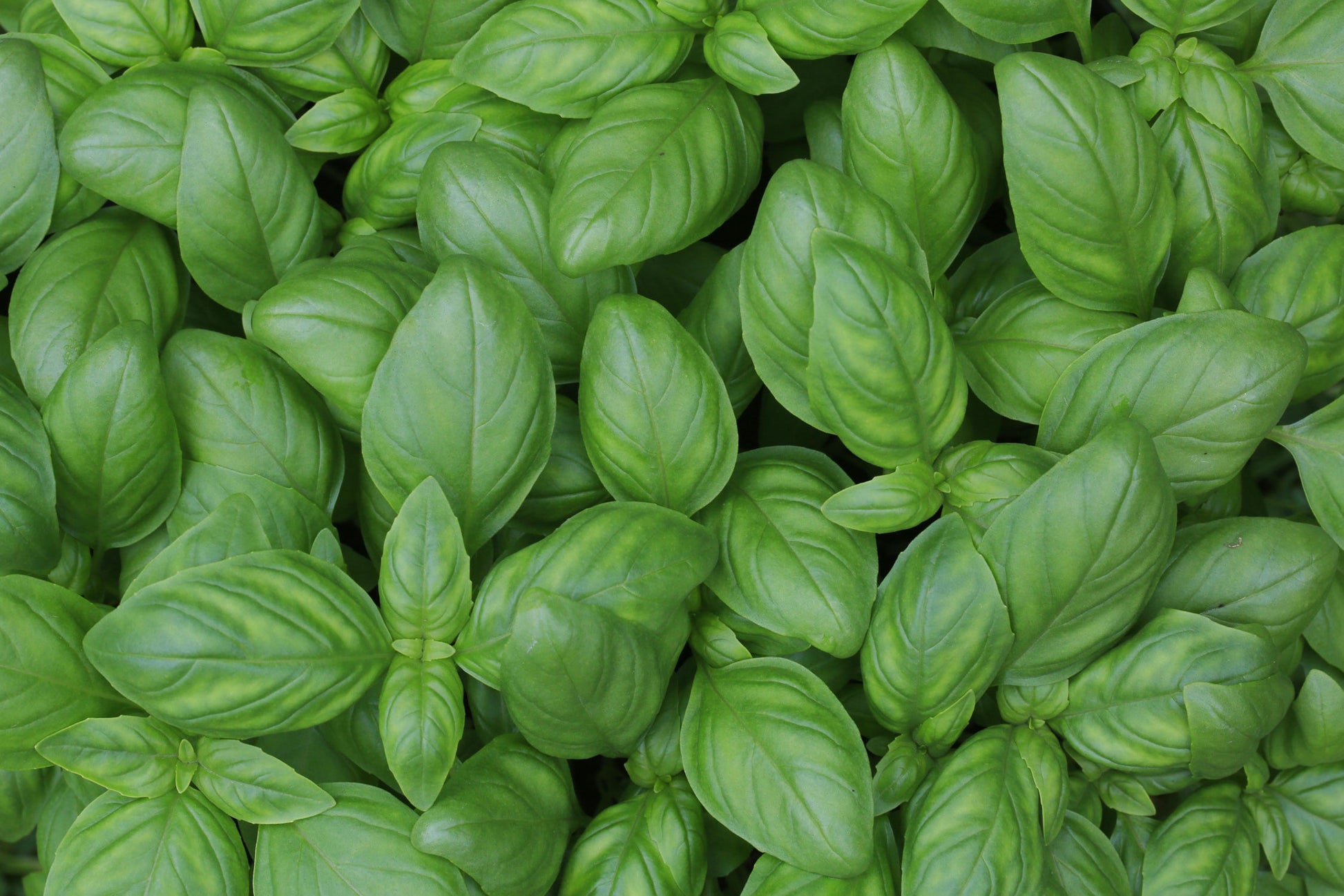 Herb Seeds - Basil Seeds