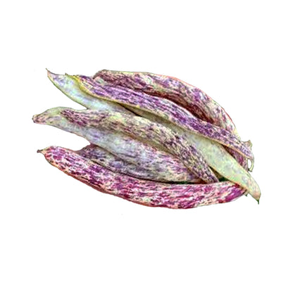 Heirloom Dragon's Tongue Bush Bean Seeds with purple-striped, curved pods ideal for home gardening and high-yield vegetable cultivation