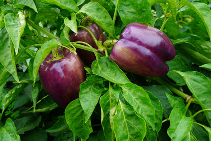 Three glossy dark purple bell peppers growing on a leafy green plant in a garden.