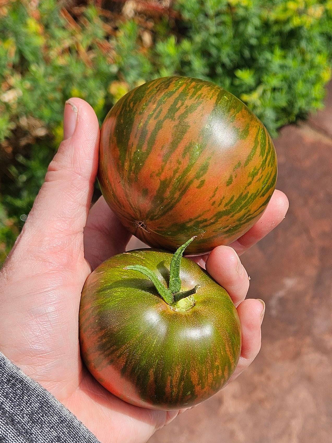 unique seeds for garden Berkeley Tie-Dye Tomato Seeds - Heirloom