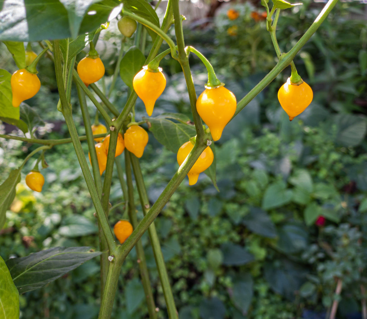 Bright yellow Biquinho peppers on the plant in a garden setting with lush green foliage in the background. Grown from Biquinho seeds.