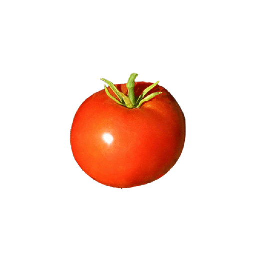 Bright orange-red Box Car Willie heirloom tomato with smooth skin and green stem, ideal for home garden vegetable growing.