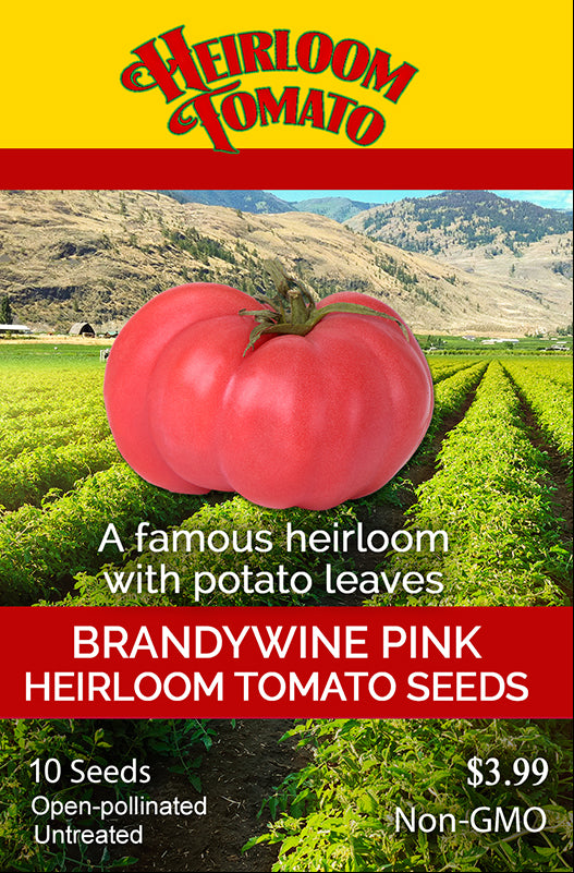 Tomato - Brandywine Pink Heirloom Seeds – Sandia Seed Company