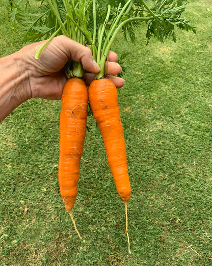 Carrot - Danvers Seeds - Best Choice for All Soil Types - ON SALE