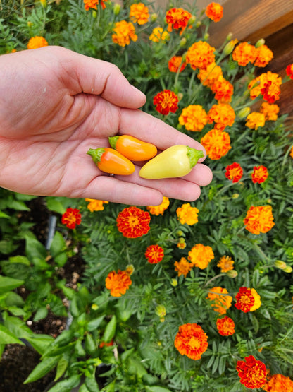 Freshly harvested Cascabella peppers in hand with marigolds in background. Medium heat heirloom peppers are perfect for home gardens.