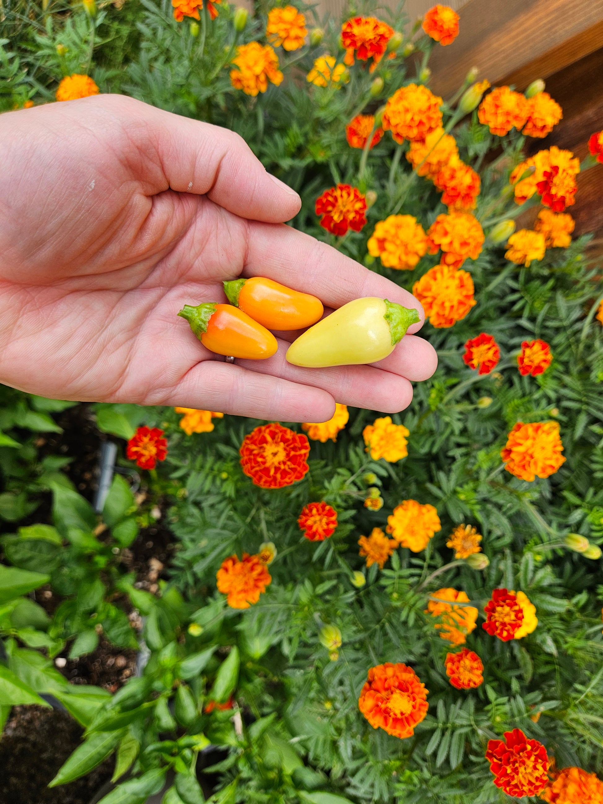 Cascabella Pepper Seeds - easy to grow!