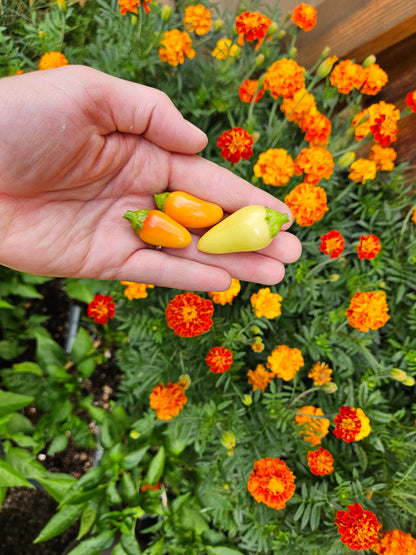 Cascabella Pepper Seeds - easy to grow!